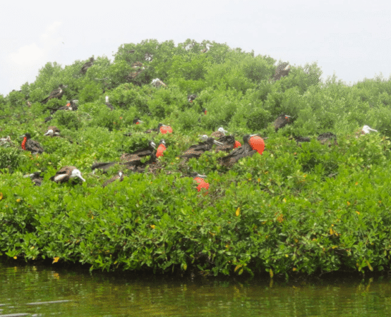 Frigate Bird Sanctuary