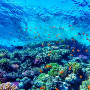 Palaster Reef