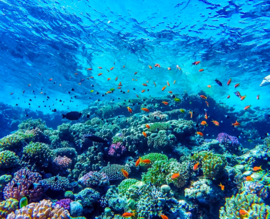 Palaster Reef
