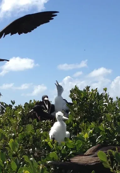 frigate-bird-sanctuary-barbuda