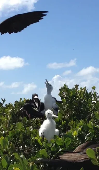 frigate-bird-sanctuary-barbuda