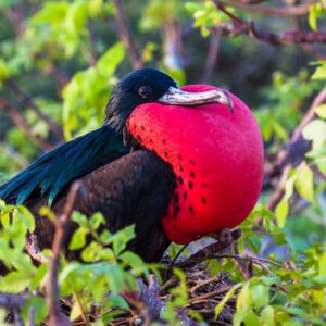 shutterstock_1136527616