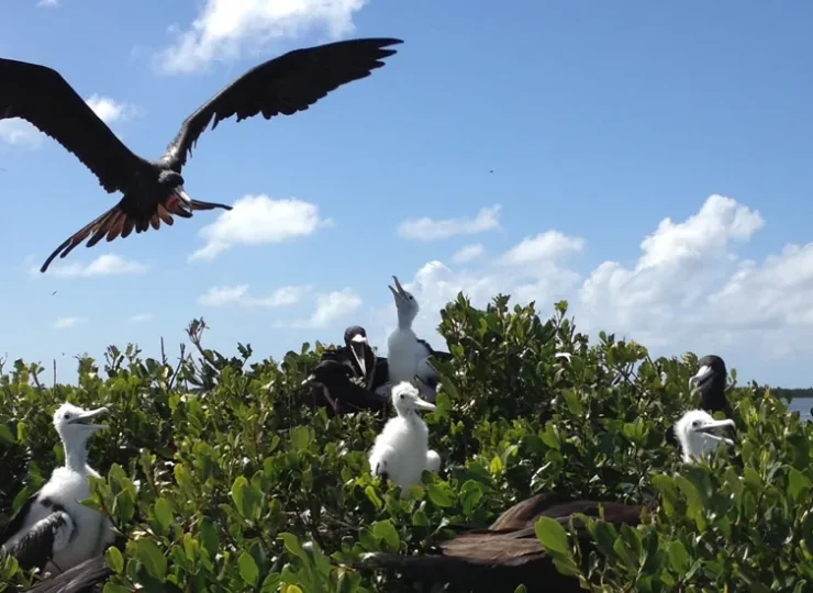 frigate-bird-sanctuary-barbuda